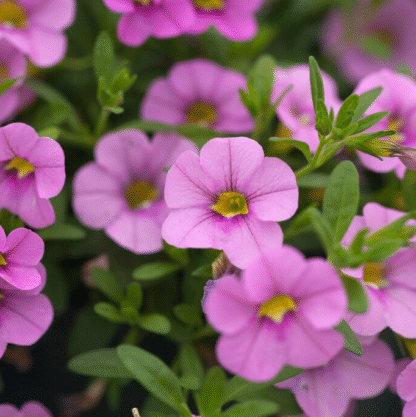 Calibrachoa Mini Petunia - Light Pink