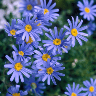 Felicia Amelloides Blue