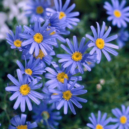 Felicia Amelloides Blue