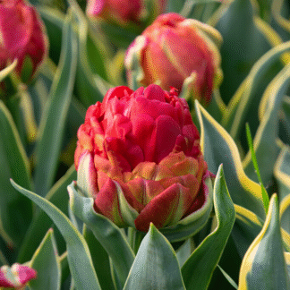 Tulipa Ice Cream Sorbet - Double-Flowered Tulip - Pack of 6