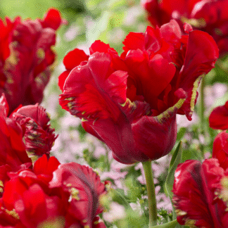 Tulipa Seadov Parrot - Pack of 6