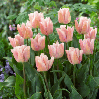 Tulipa Rejoyce -  Pack of 6