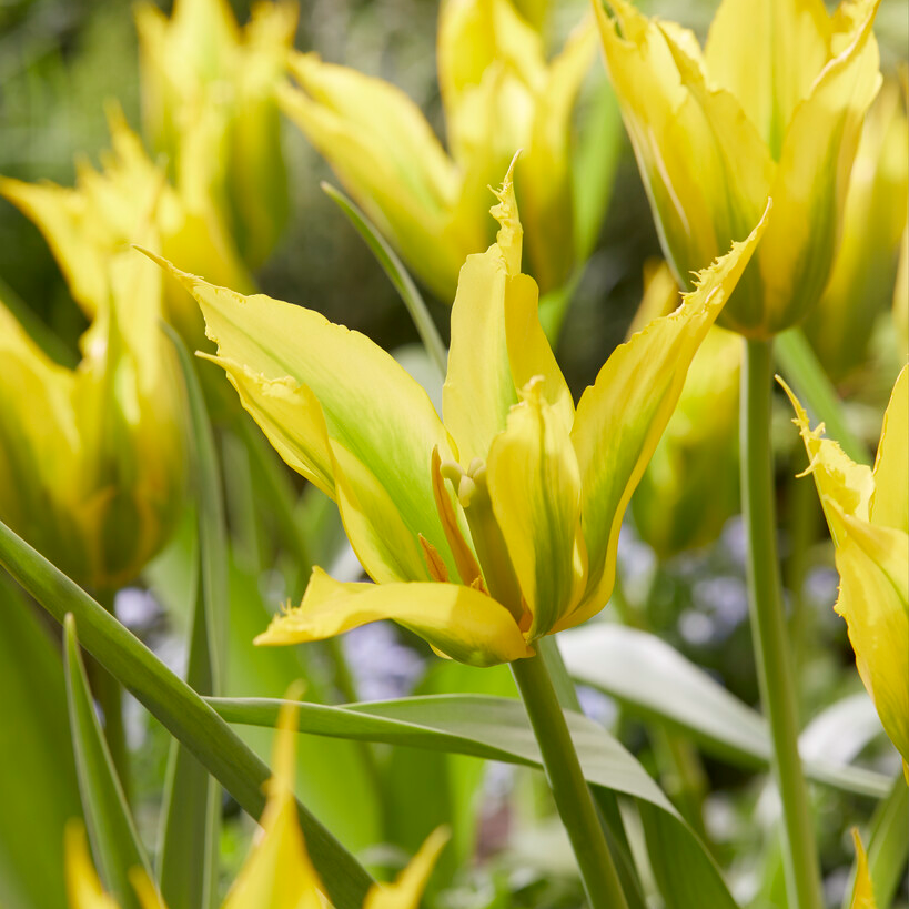 Tulipa Green Mile - Pack of 6