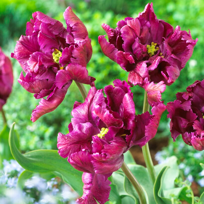 Tulipa Parrot Negrita - Pack of 6