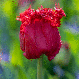 Tulipa Barbados - Pack of 6