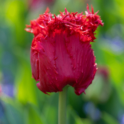 Tulipa Barbados - Pack of 6