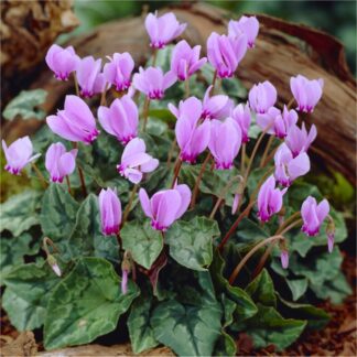 Cyclamen Hederifolium - Autumn Flowering Hardy Pink Cyclamen in Bud And Bloom
