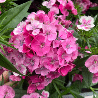 Dianthus Pink Magic - Plants in Bud And Bloom