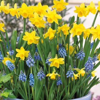 Dipped in Gold Designer Blend - Narcissus & Muscari - Pack of 40 Bulbs