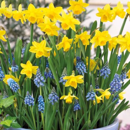 Dipped in Gold Designer Blend - Narcissus & Muscari - Pack of 40 Bulbs