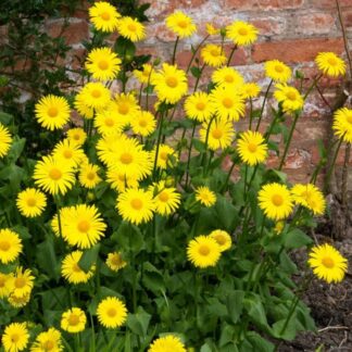 Doronicum Leonardo - Leopard's Bane - in Bud & Bloom