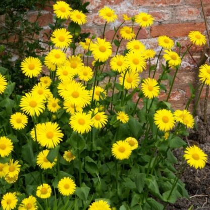 Doronicum Leonardo - Leopard's Bane - in Bud & Bloom