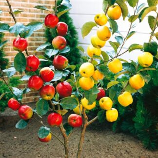 Apple Tree - Duo Tree - Golden Delicious And Gala Apple - Large Established Fruit Tree