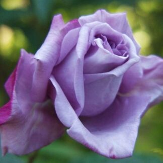 Rose 'Blue Moon' - Climbing Rose