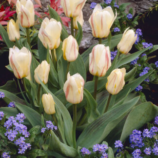 Tulip White Fire- Pack of 6