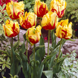 Tulip Texas Flame - Pack of 6