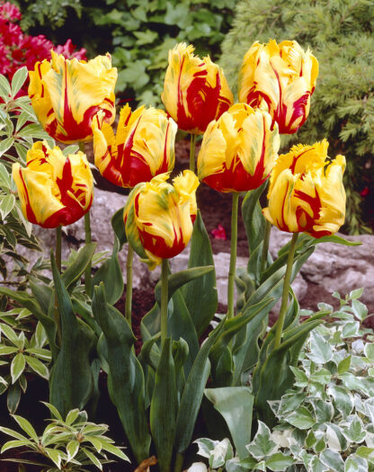 Tulip Texas Flame - Pack of 6