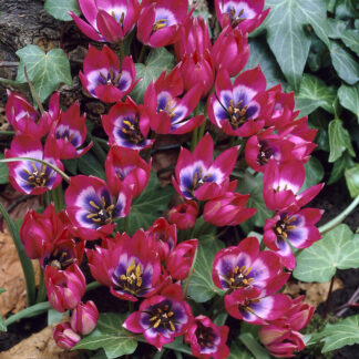 Tulip Little Beauty - Pack of 6 Bulbs