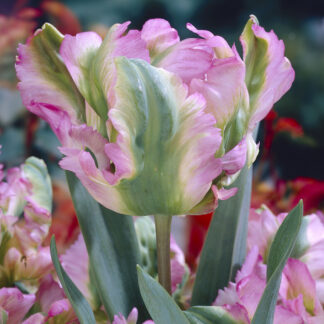 Tulip Green Wave - Pack of 6 Bulbs