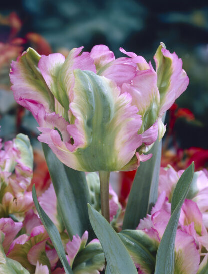Tulip Green Wave - Pack of 6 Bulbs