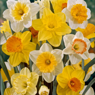 Narcissus Single Mix - Pack of 15 Daffodil Bulbs