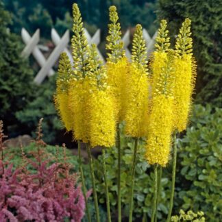 Eremurus x Isabellinus Moneymaker