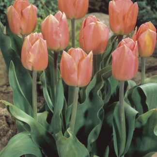 Tulip Apricot Beauty - Pack of 6 Bulbs