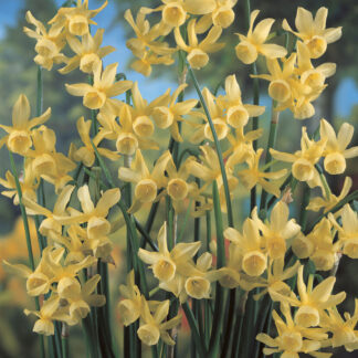Narcissus Hawera - Pack of 25 Bulbs
