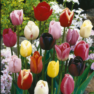 Tulip Triumph Garden Mix - Pack of 25