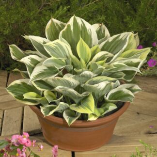 Hosta Liberty