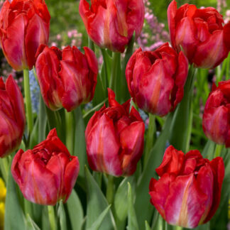 Tulip Flash Point - Pack of 6 Bulbs