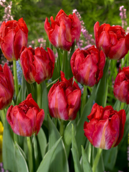 Tulip Flash Point - Pack of 6 Bulbs