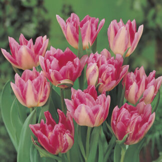 Tulip Peach Blossom -Pack of 6 Bulbs