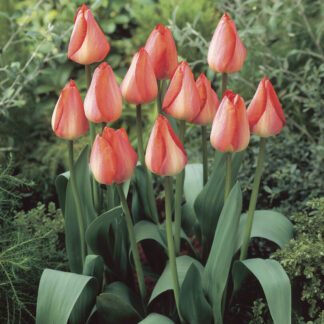 Tulip Big Chief - Pack of 6