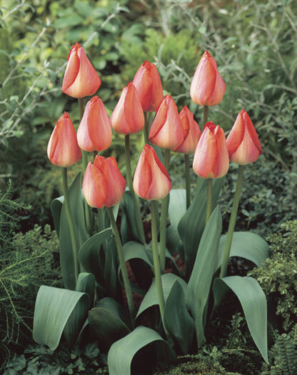 Tulip Big Chief - Pack of 6