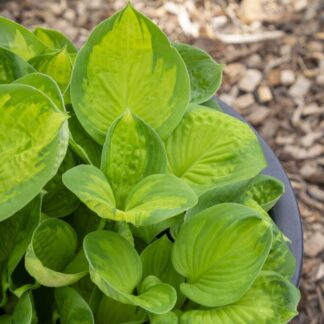 Hosta 'Rainforest Sunrise'