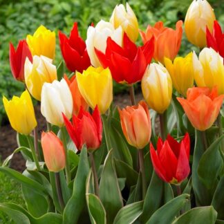 Tulip Fosteriana Emperor Mixed - Pack of 25 Bulbs