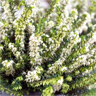 Erica 'White Perfection' - White Winter Flowering Heather