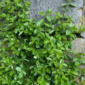 Euonymus Fortunei Radicans
