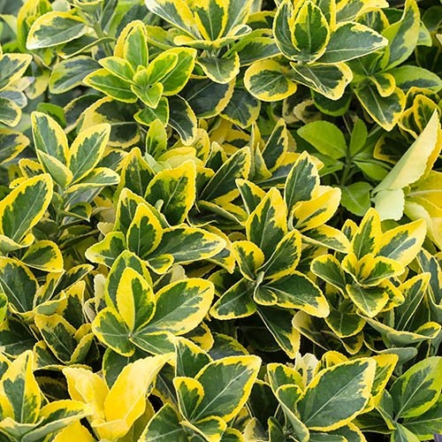 Euonymus Japonica Aureomarginatus