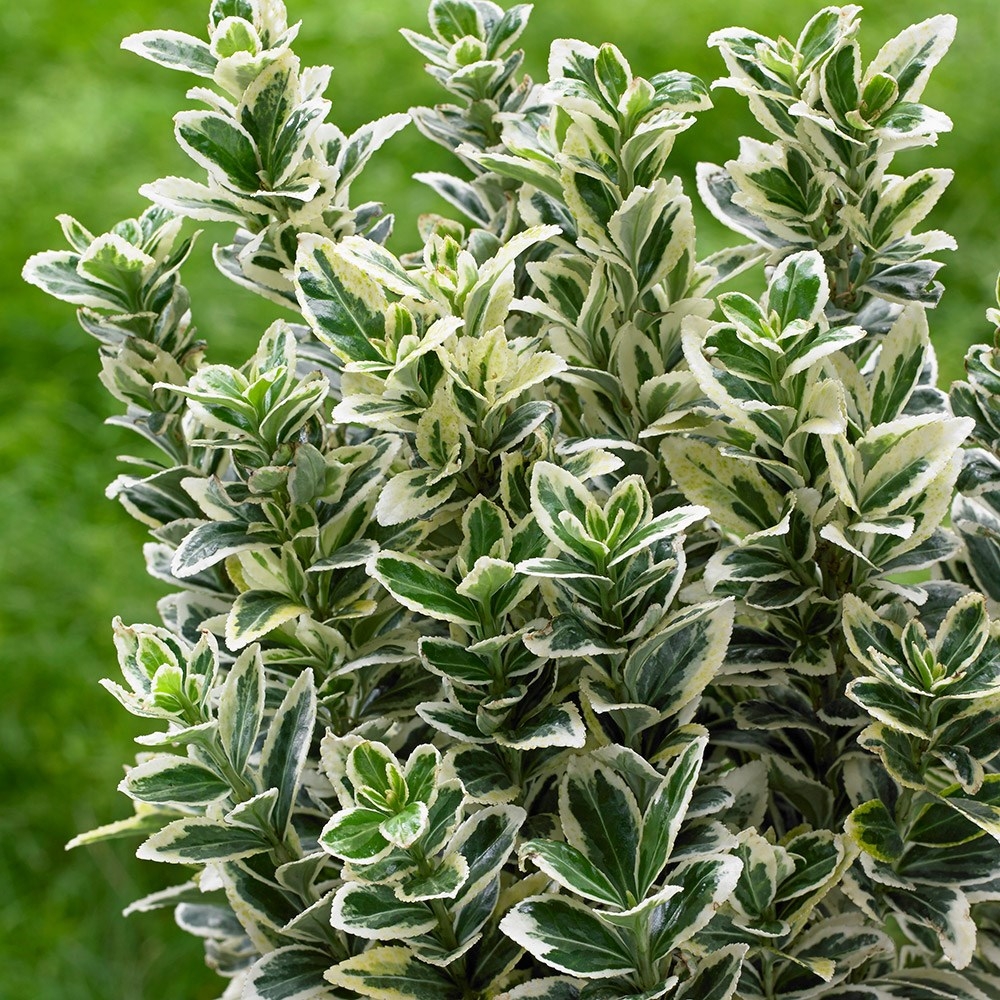Euonymus Japonicus White Spire
