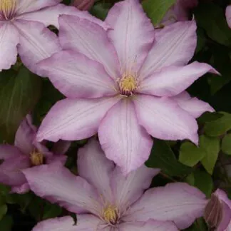 Clematis Morning Star 'Zoklako' - Late Spring Flowering Clematis