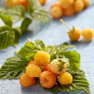 Raspberry - Rubus Idaeus Fallgold