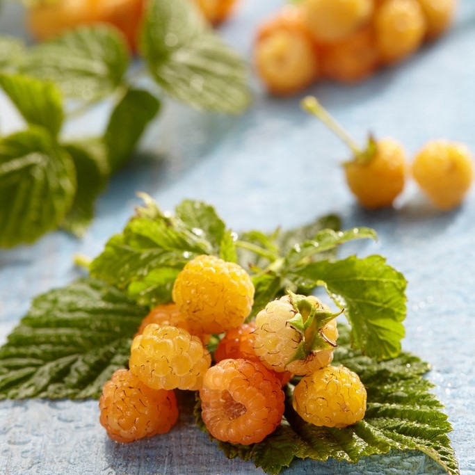 Raspberry - Rubus Idaeus Fallgold