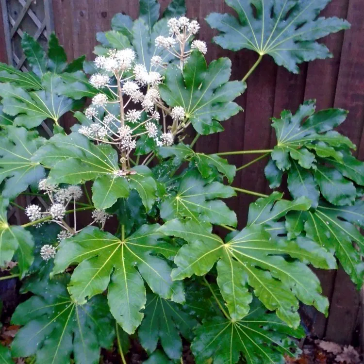 Fatsia Japonica - Extra Large Specimen Plant - Circa 120-140cm