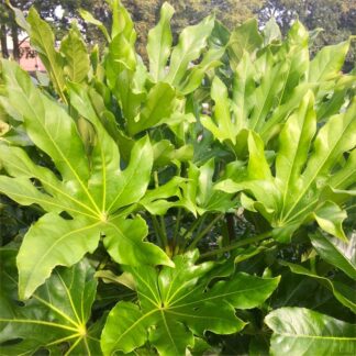 Large Fatsia Japonica - Japanese Aralia Plants - Circa 80-110cms