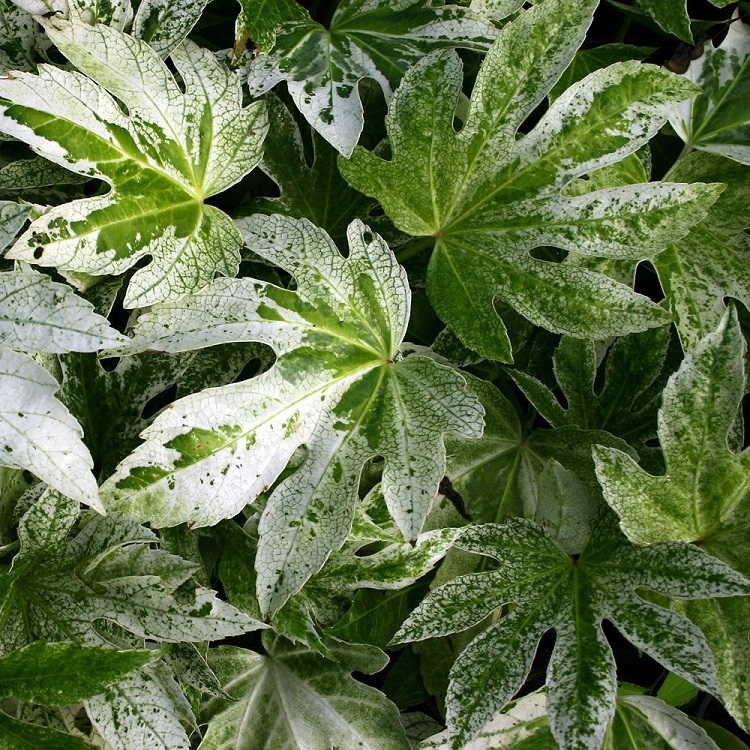 Fatsia Japonica Spiders Web - Large