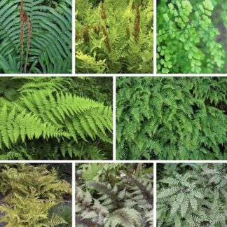 Fantastic Fern Plant Collection - Five Different Ferns in Assorted Varieties
