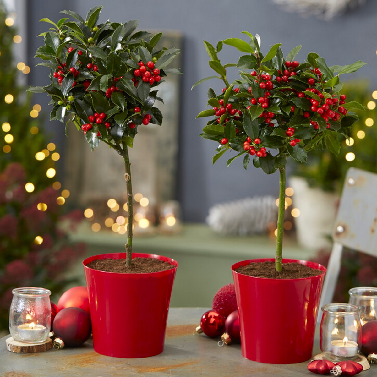 Pair of Festive Patio Holly Trees Complete With Real Berries in Red Pots