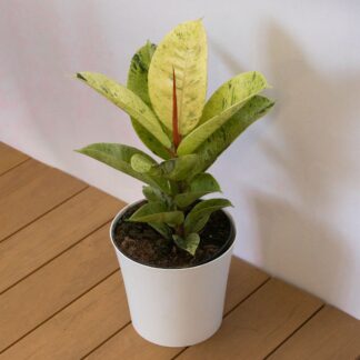 Ficus Elastica 'Shivereana Moonshine' - Rubber Plant - 45cm